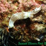 Nudibranch Sunset Divers Port Barton
