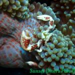 Anemone Crab SunSet Divers Port Barton