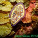 Nudibranch Sunset Divers Port Barton