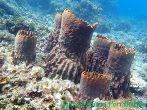 Port Barton Coral Formations