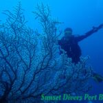 Coral Dive Sunset Divers Port Barton