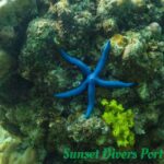 Blue Sea Star (Linckia Laevigata) Sunset Divers Port Barton